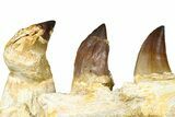 Fossil Mosasaur (Thalassotitan) Jaw Section with Teeth - Morocco #368246-2